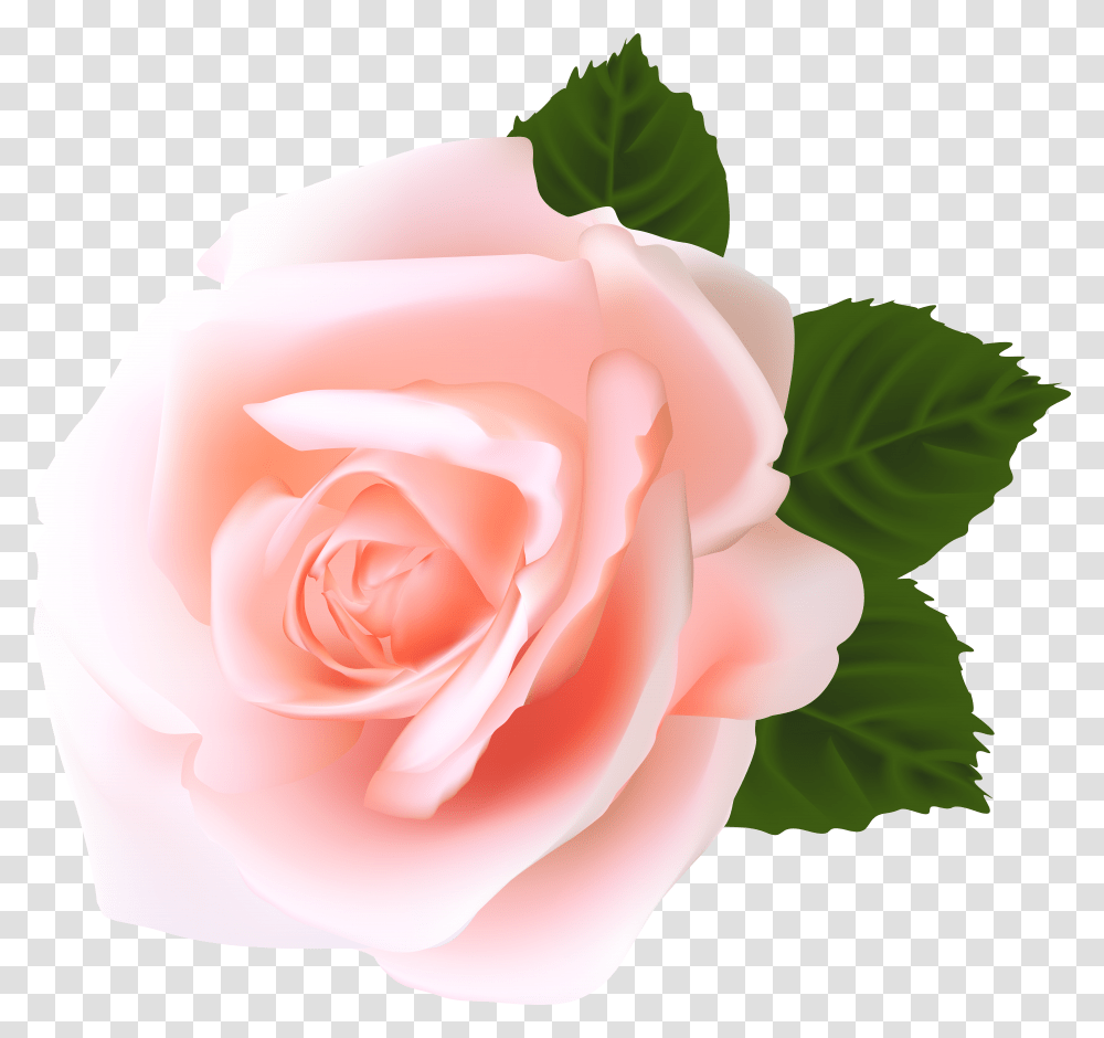 Green Hats High Quality Images Pink Roses Flower Transparent Png