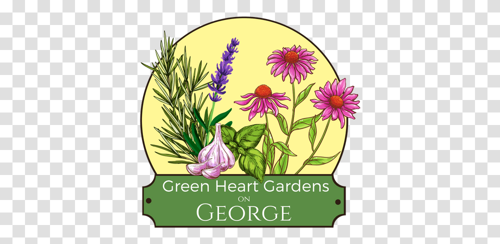 Green Heart Gardens Alpine Aster, Plant, Floral Design, Pattern, Graphics Transparent Png