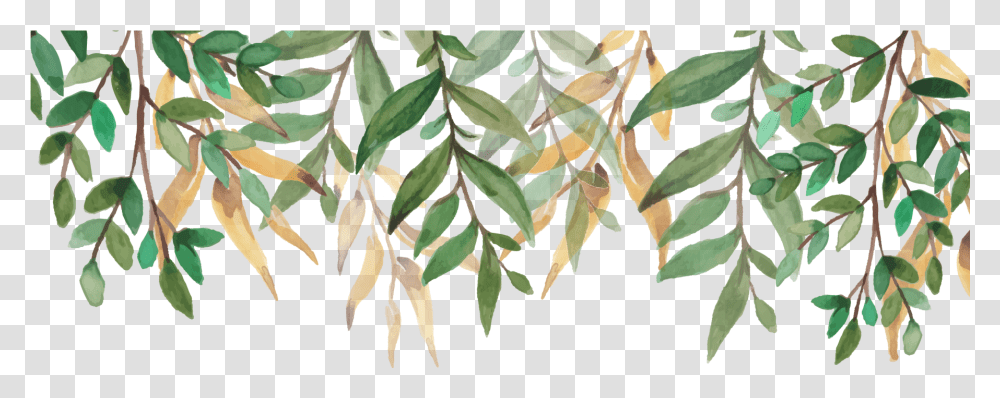 Green Heart, Leaf, Plant, Tree, Annonaceae Transparent Png