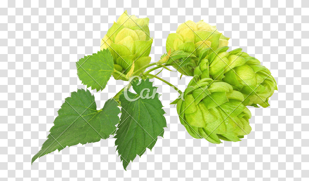 Green Hops Cutout, Leaf, Plant, Flower, Potted Plant Transparent Png