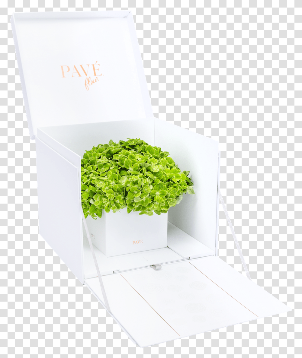 Green Hydrangeas Flowerpot, Vase, Jar, Pottery, Plant Transparent Png