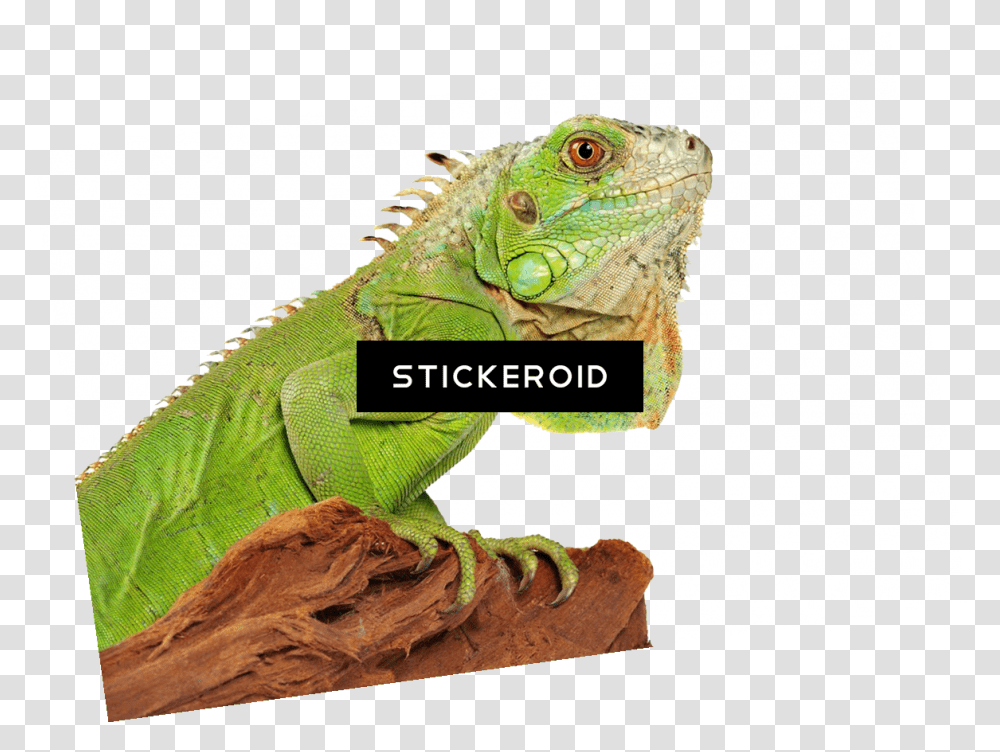Green Iguana 4 Image Iguana Clipart, Lizard, Reptile, Animal Transparent Png