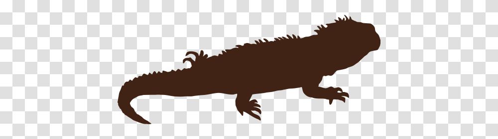 Green Iguana, Animal, Reptile, Wildlife, Mammal Transparent Png