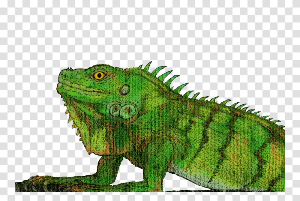 Green Iguana Download Green Iguana, Lizard, Reptile, Animal Transparent Png
