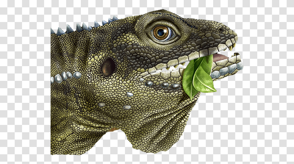 Green Iguana, Lizard, Reptile, Animal, Dinosaur Transparent Png