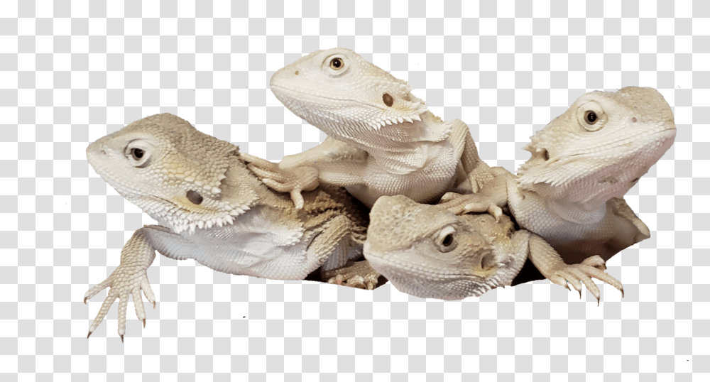 Green Iguana, Lizard, Reptile, Animal, Gecko Transparent Png