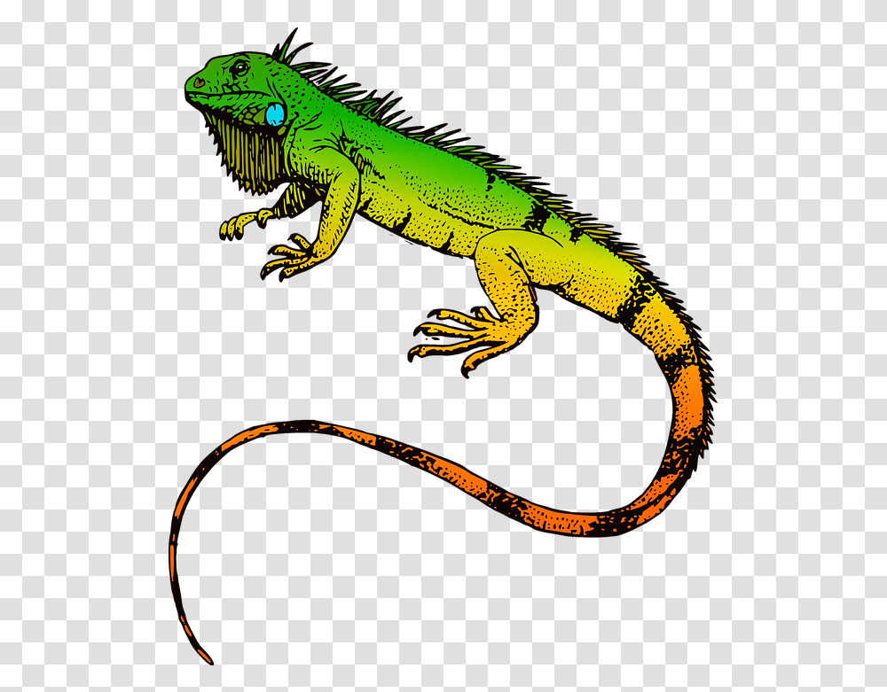 Green Iguana T Shirt Reptile Sticker Lizard Iguana, Animal, Dinosaur, Tattoo, Skin Transparent Png