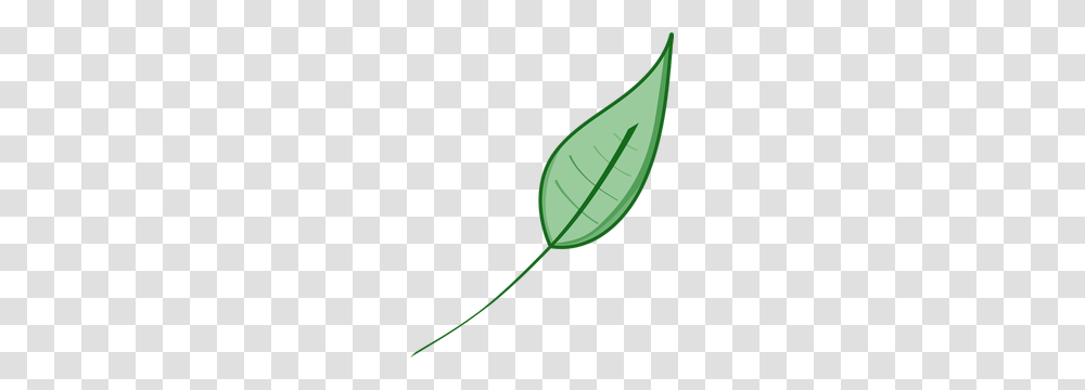 Green Ivy Leaf Clip Art, Plant, Food, Flower, Vegetable Transparent Png