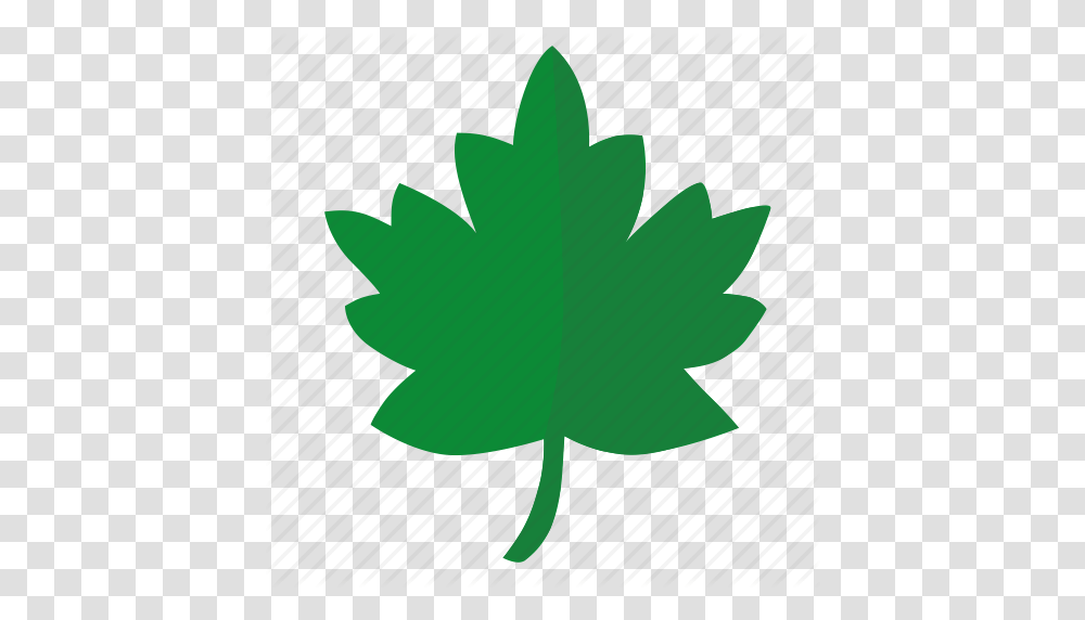 Green Label Leaf Oak Sign Tree Icon, Plant, Maple Leaf, Fish, Animal Transparent Png