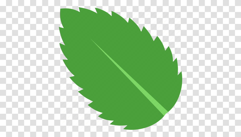 Green Lamiaceae Leaf Mentha Mint Peppermint Spearmint Icon, Plant, Tree, Logo Transparent Png