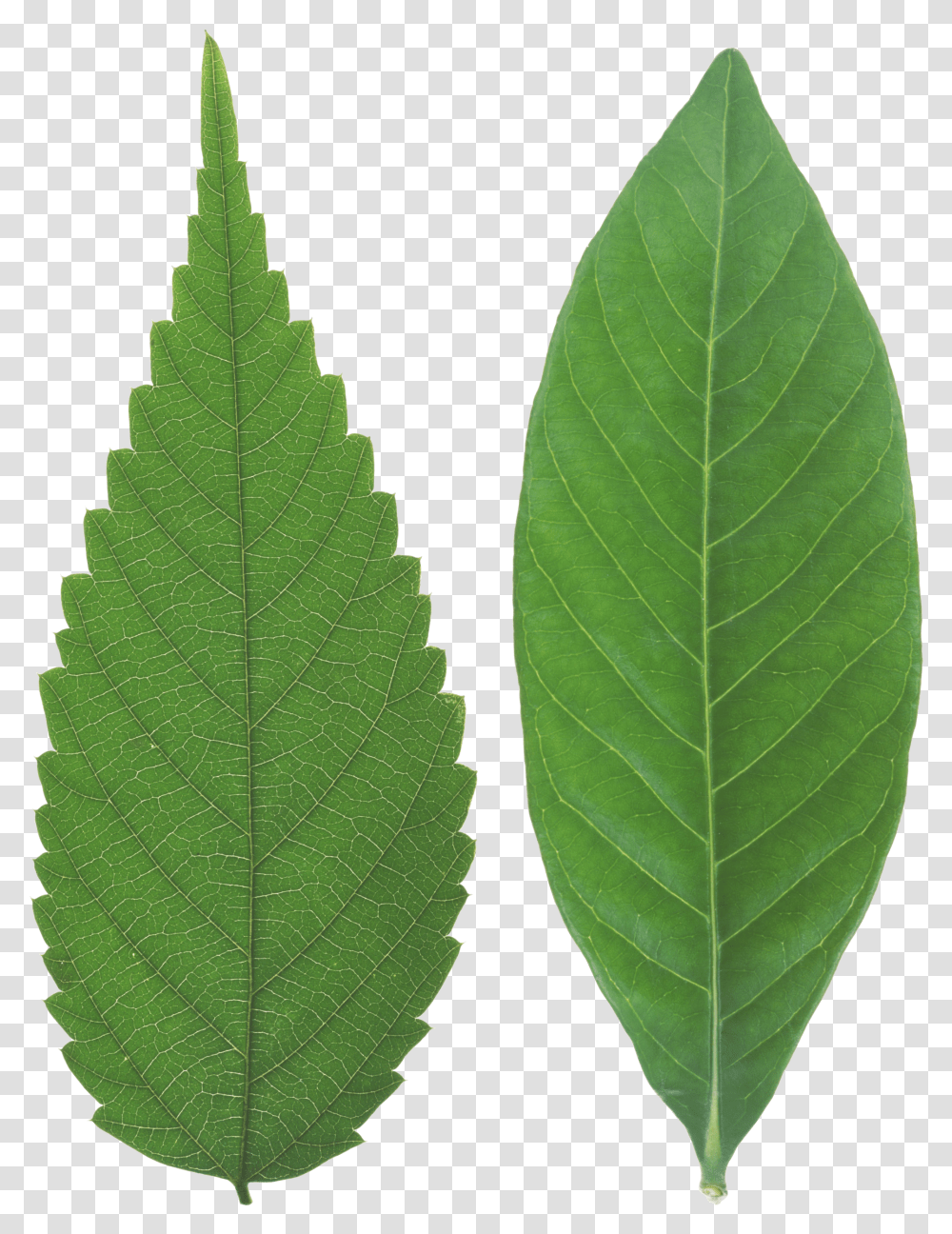 Green Leaf Background Leaf Texture Transparent Png
