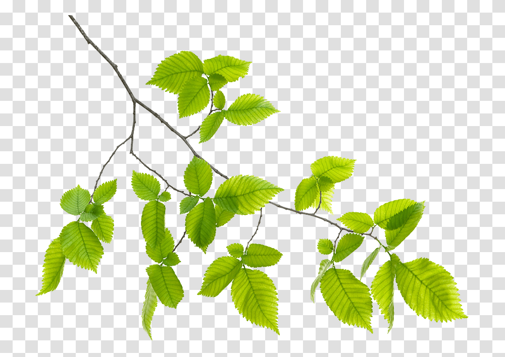 Green Leaf Branch, Plant, Vase, Jar, Pottery Transparent Png