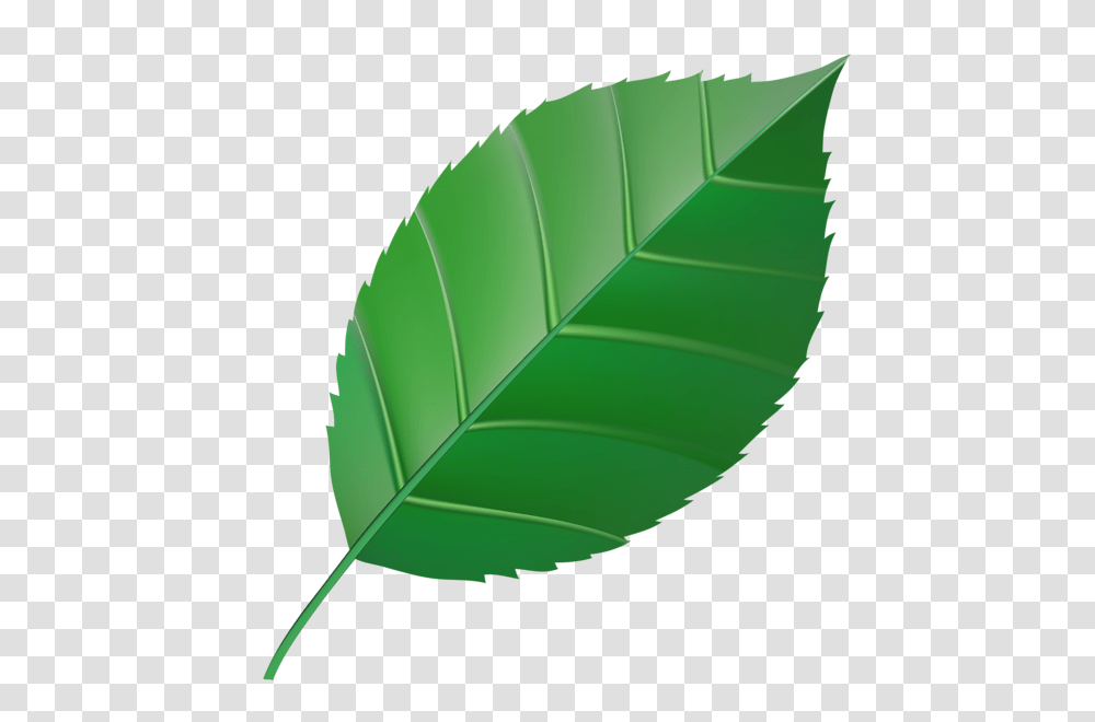 Green Leaf Clip Art, Plant, Veins Transparent Png