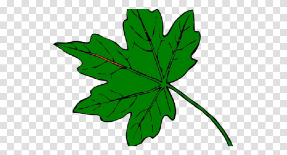 Green Leaf Clipart Green Maple Leaf Clipart, Plant, Tree Transparent Png