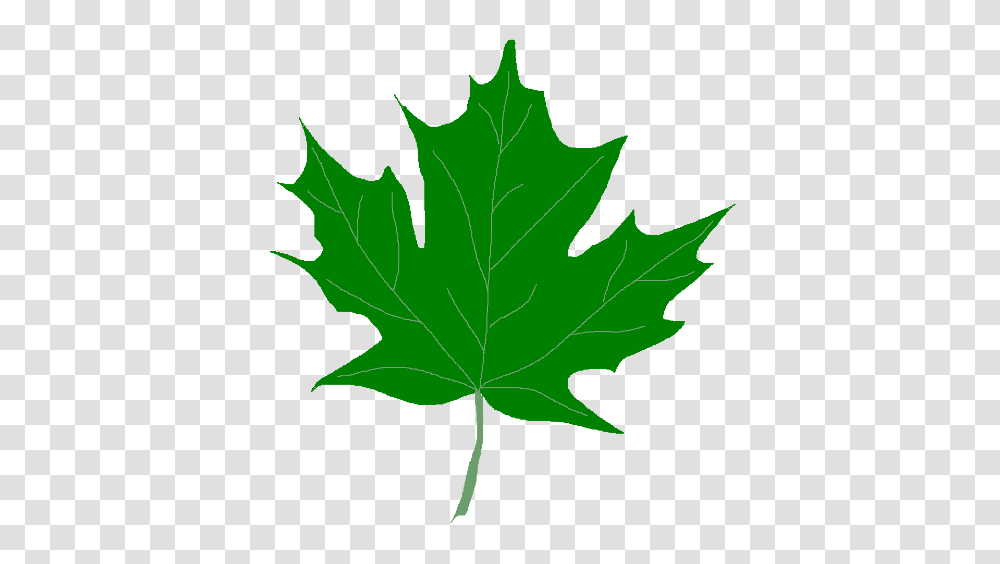 Green Leaf Clipart, Plant, Tree, Maple Leaf, Person Transparent Png