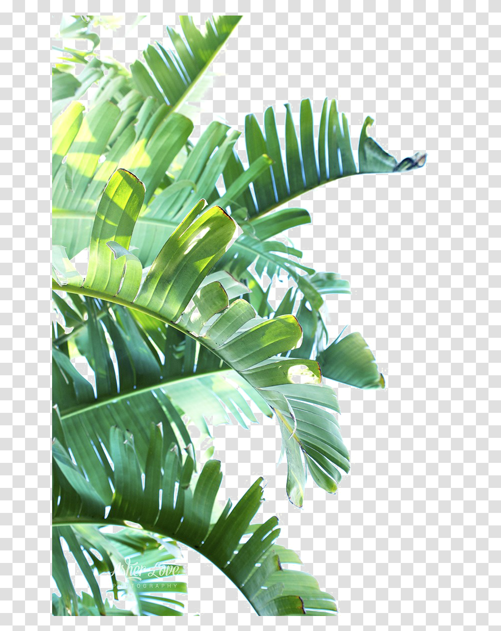 Green Leaf Clipart Tropical Leaves, Vegetation, Plant, Rainforest, Land Transparent Png