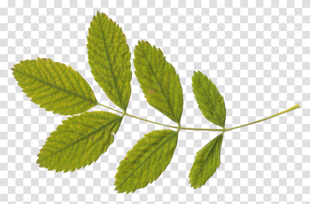 Green Leaf Green Tea Leaves Background, Plant, Veins, Vine,  Transparent Png