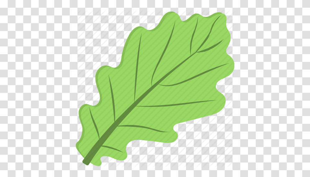 Green Leaf Green Vegetable Leafy Vegetable Spinach Spinach, Plant, Bow, Maple Leaf Transparent Png