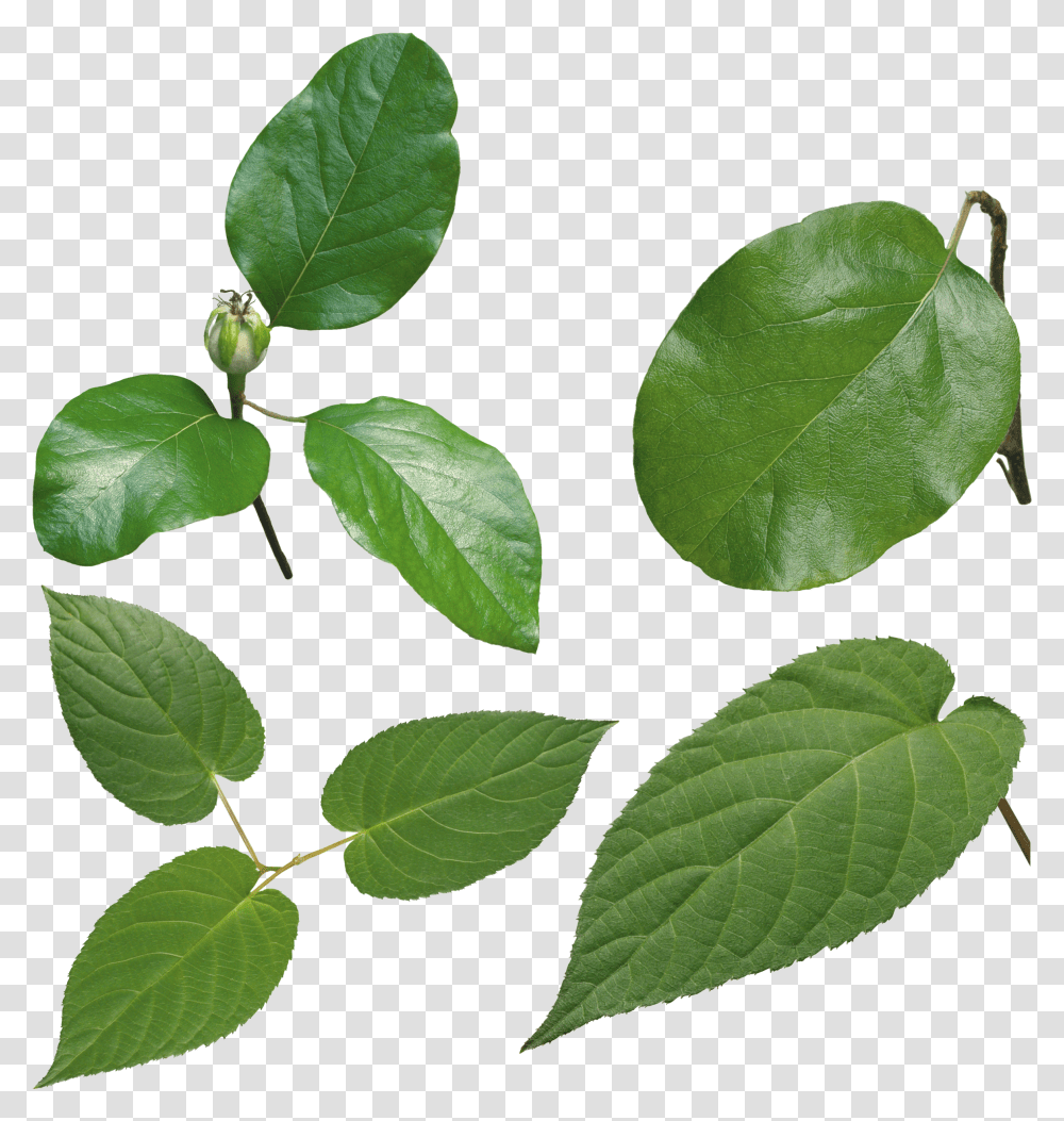 Green Leaf High Definition Leaf Transparent Png