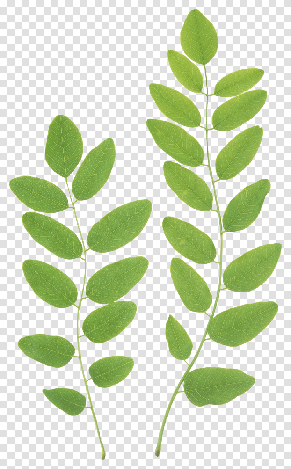 Green Leaf Leaves Clipart, Plant, Astragalus Transparent Png