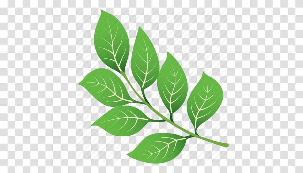 Green Leaf Leaves Nature Tree Tropical Icon, Plant, Tobacco, Pattern, Annonaceae Transparent Png