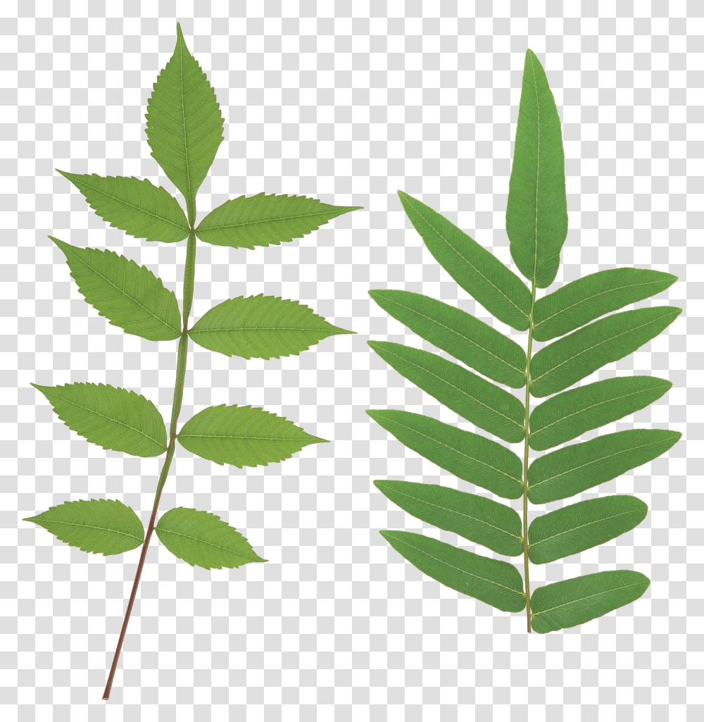 Green Leaf Leaves Stem Transparent Png