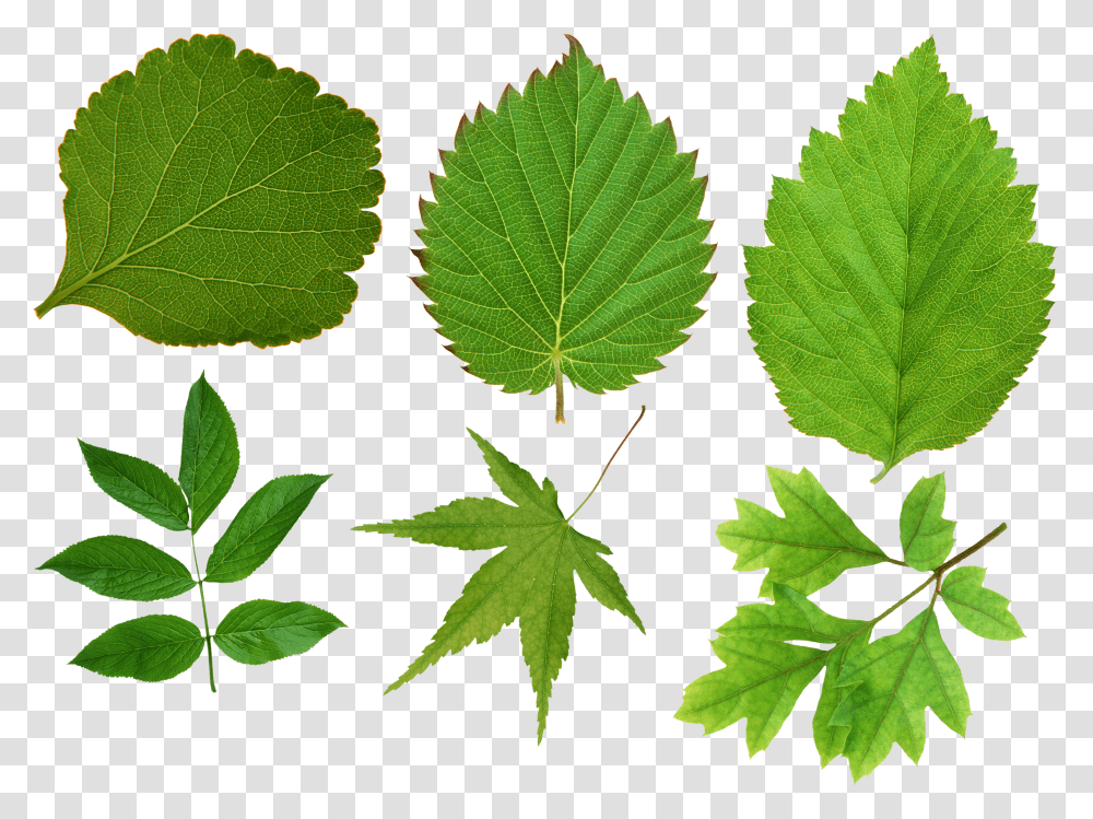 Green Leaf Maple Transparent Png