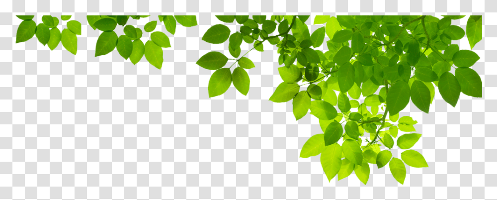 Green Leaf Photo Green Leaves, Plant, Tree, Vine, Vegetation Transparent Png