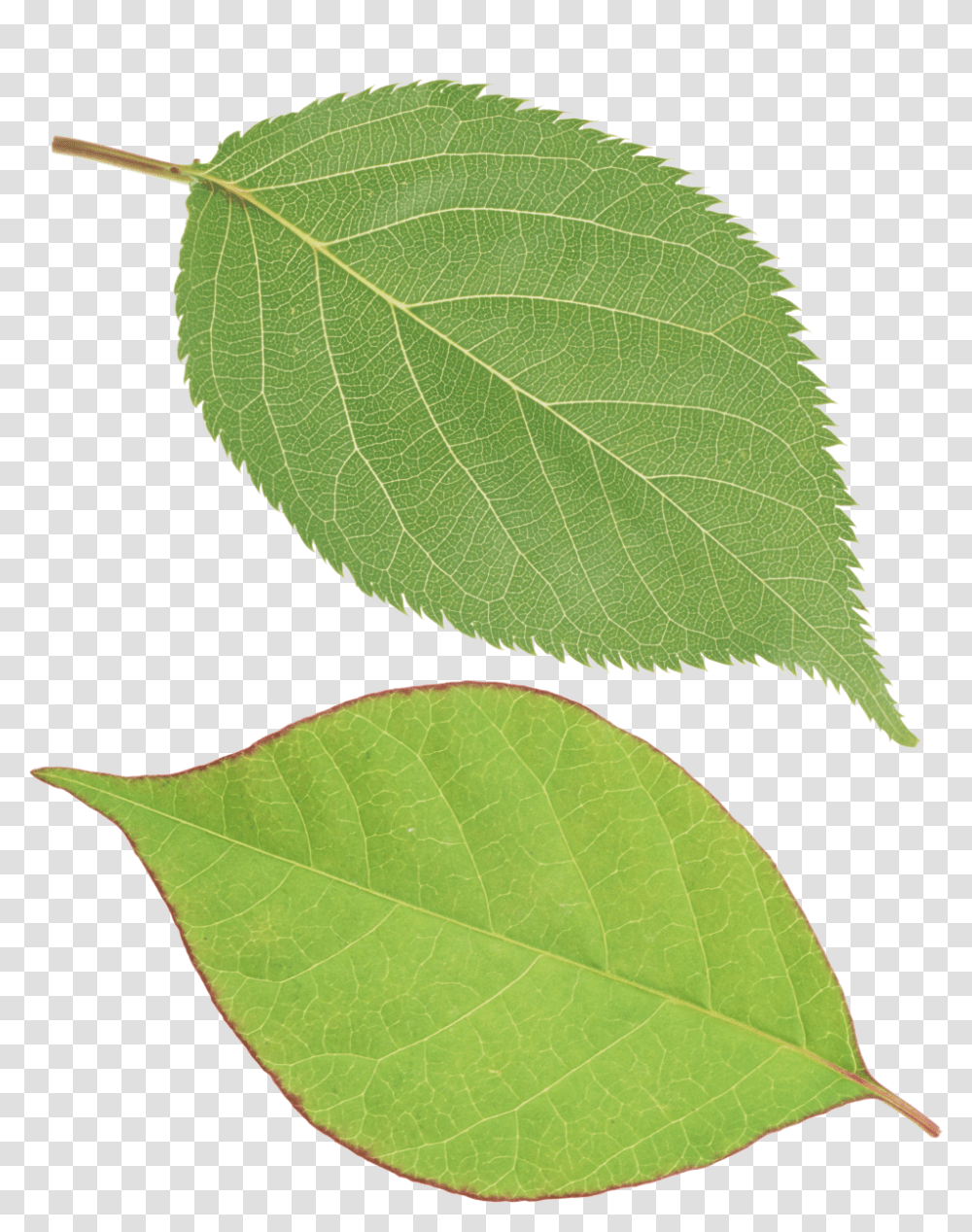Green Leaf, Plant, Tennis Ball, Sport, Sports Transparent Png