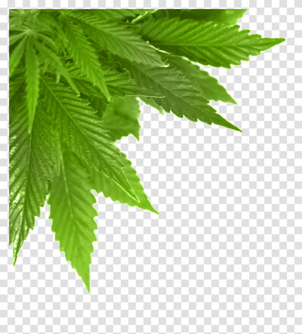 Green Leaf, Plant, Tree, Maple Leaf, Sunlight Transparent Png