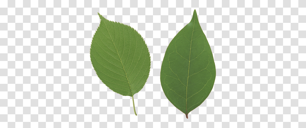 Green Leaf, Plant, Veins, Tennis Ball, Sport Transparent Png