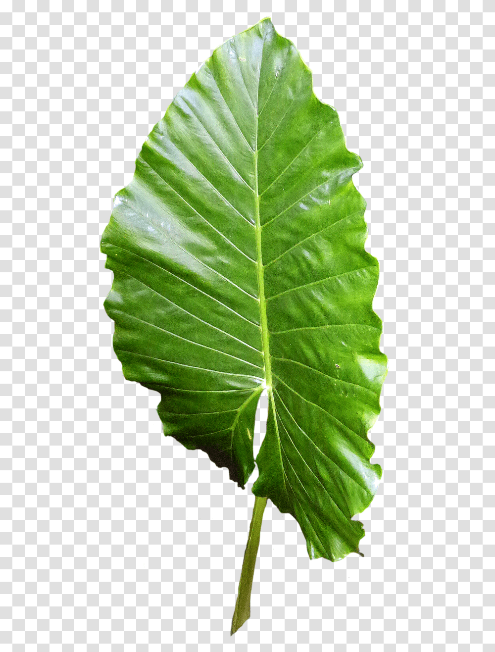 Green Leaf, Plant, Veins Transparent Png