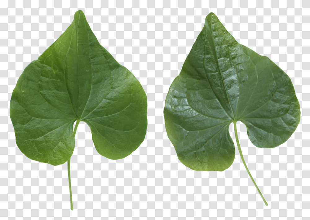 Green Leaf Portable Network Graphics, Plant, Veins, Photography, Droplet Transparent Png