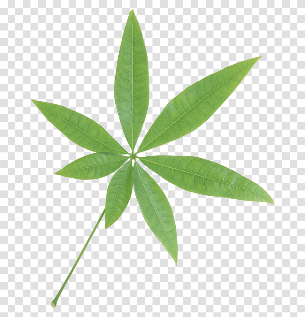 Green Leaf Single Green Leaf Background, Plant, Weed, Pottery, Vase Transparent Png