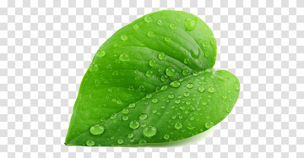 Green Leaf Single Green Leaf, Plant, Droplet, Veins, Nature Transparent Png