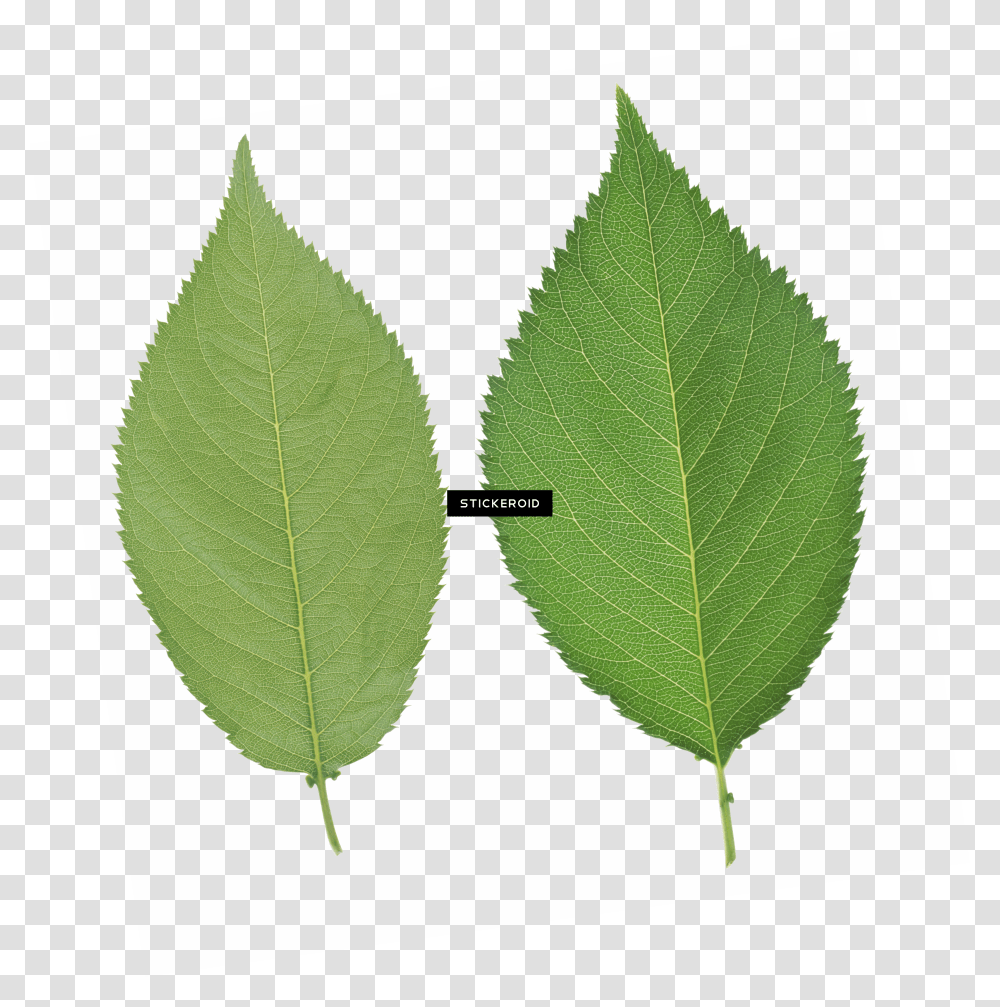 Green Leaf Transparent Png