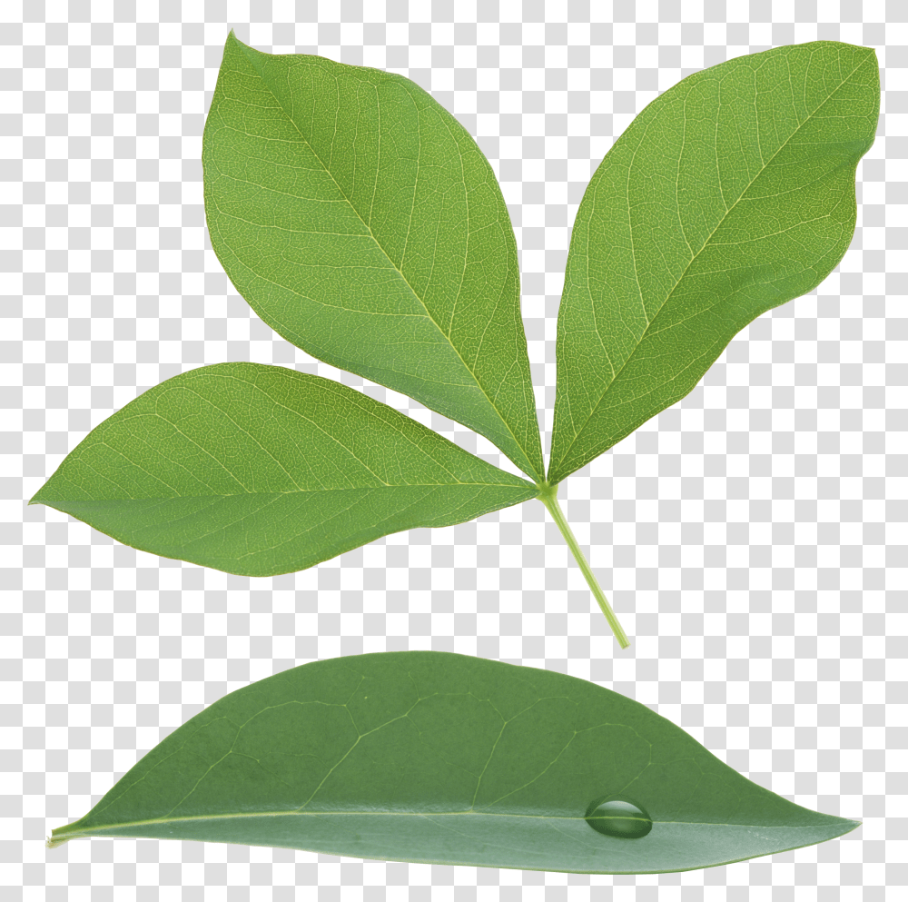 Green Leaf Transparent Png