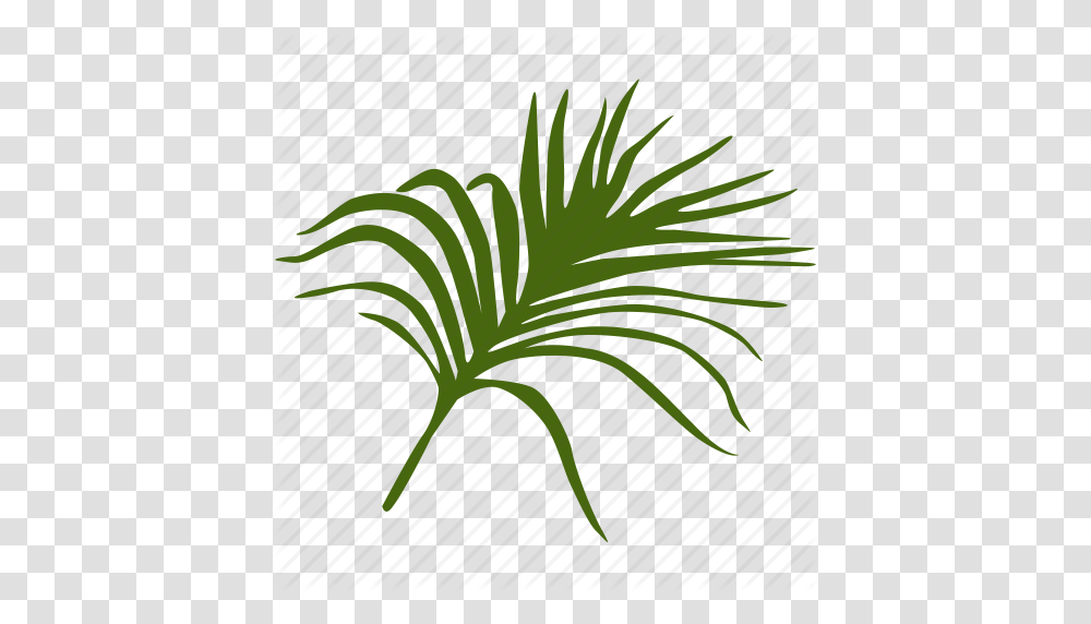 Green Leafes Leave Palm Tree Tropical Icon, Plant, Fern, Bird, Animal Transparent Png
