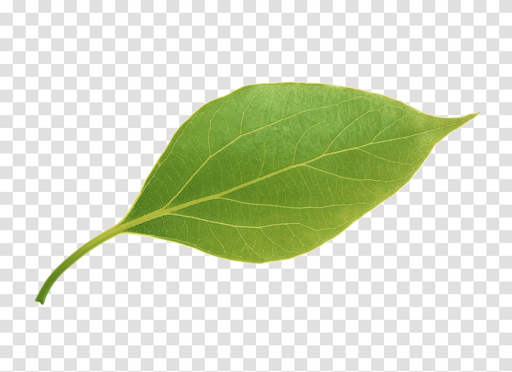 Green Leaves Background Green Leaf Background, Plant, Tennis Ball, Sport, Sports Transparent Png