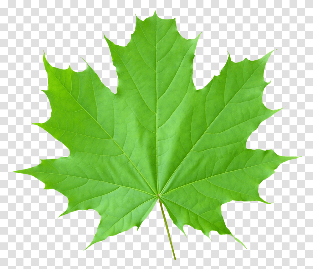 Green Leaves Background Green Maple Leaf, Plant, Tree, Oak Transparent Png