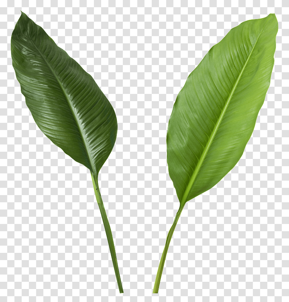 Green Leaves Banana Leaf High Resolution, Plant, Vegetation, Nature, Veins Transparent Png