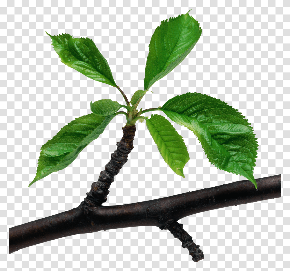 Green Leaves Branch Leaf On A Branch Transparent Png