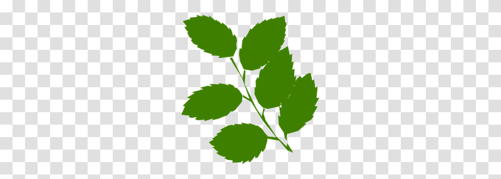 Green Leaves Clip Arts For Web, Leaf, Plant, Flower, Blossom Transparent Png