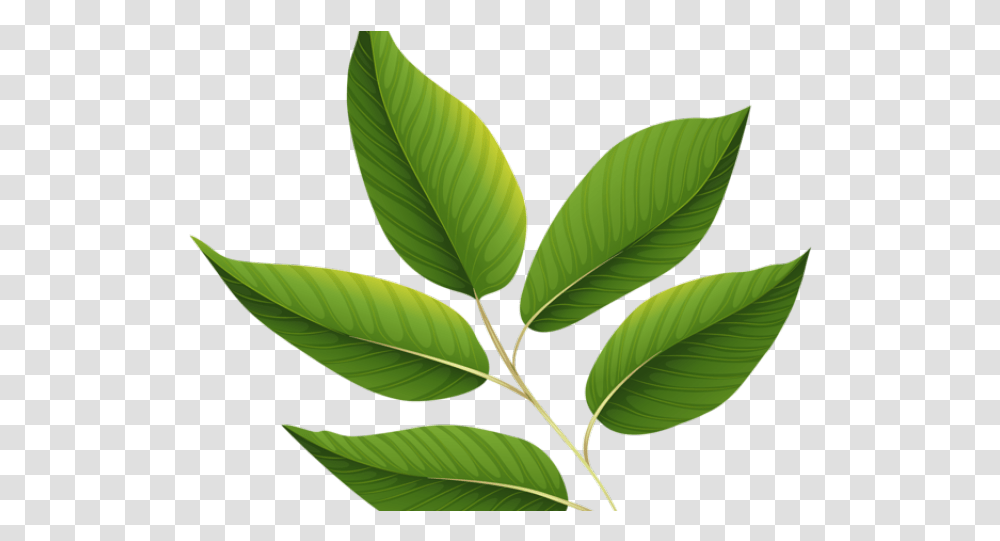 Green Leaves Clipart Jungle Leaf Background Leaf Clipart, Plant, Tree, Vegetation, Veins Transparent Png