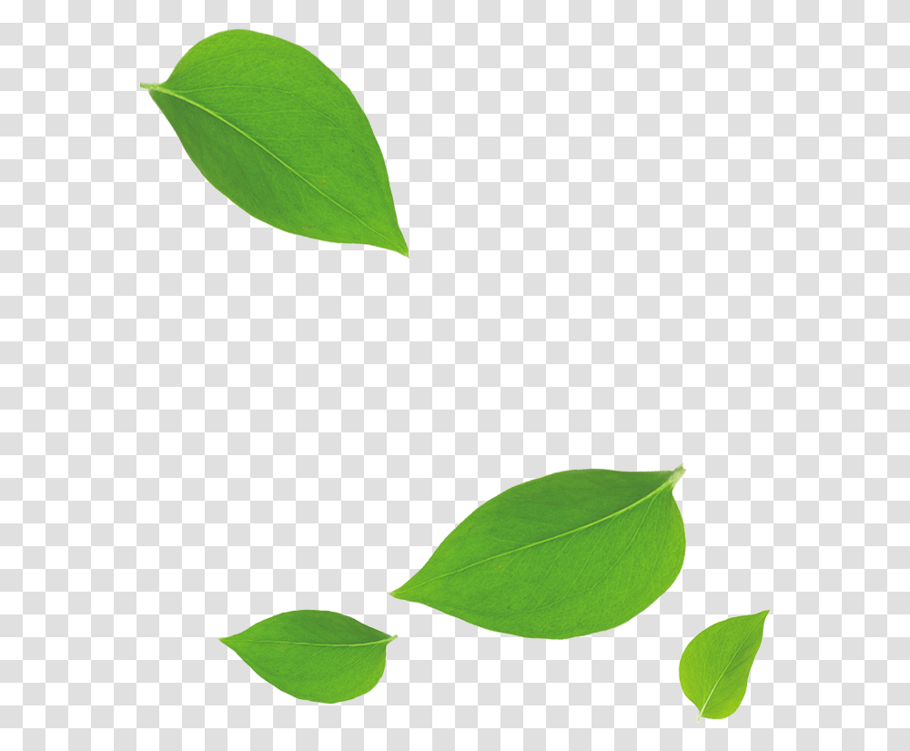 Green Leaves Falling Down Cartoons Green Leaf Falling Down, Plant, Petal, Flower, Blossom Transparent Png