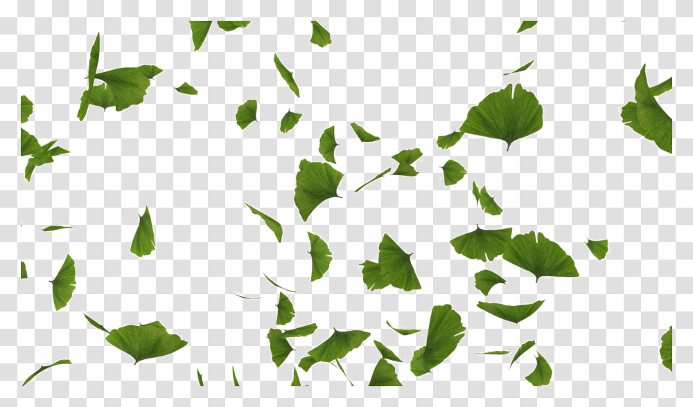 Green Leaves Falling, Leaf, Plant, Ivy, Vine Transparent Png