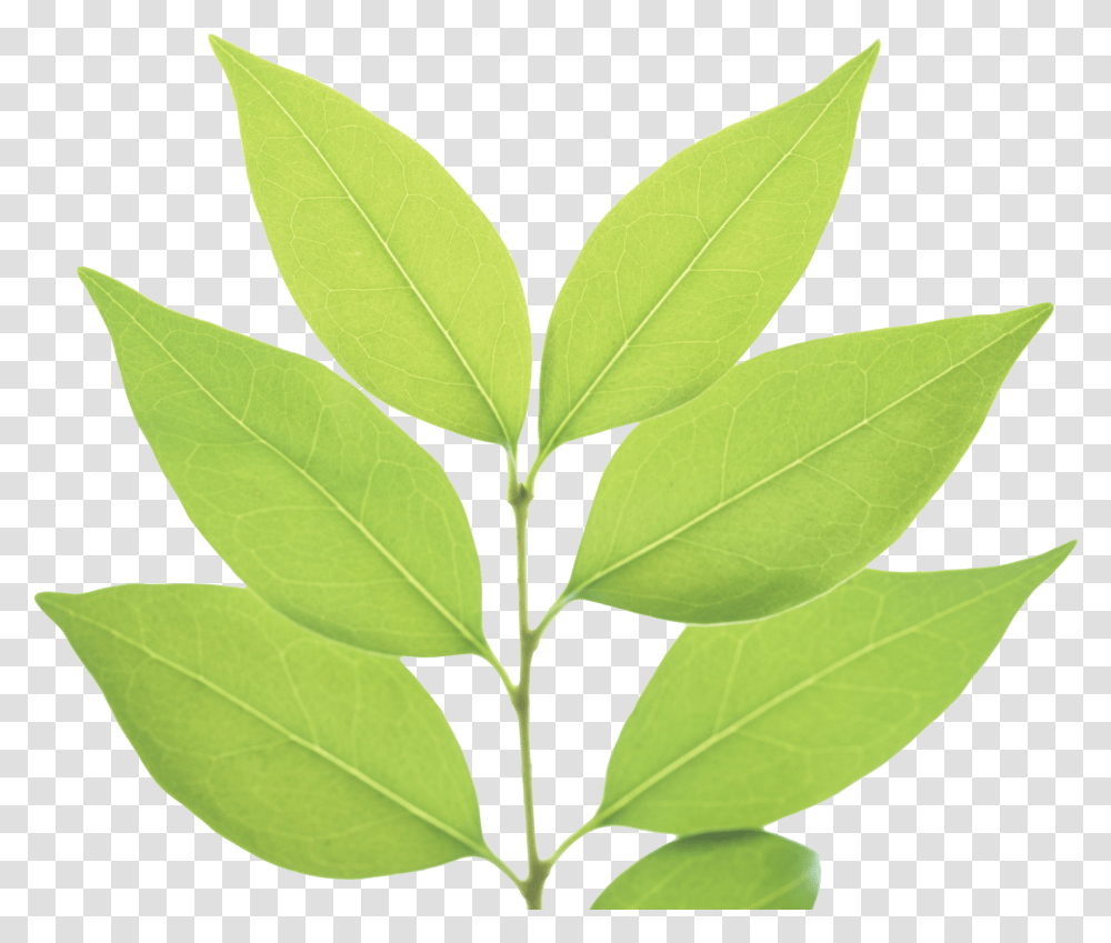 Green Leaves File Leaf With Background, Plant, Annonaceae, Tree Transparent Png