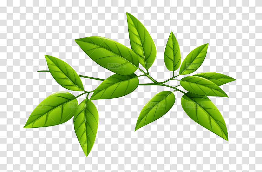 Green Leaves Free Download Photo 218 Pngfilenet Green Leaves, Plant, Leaf, Vase, Jar Transparent Png