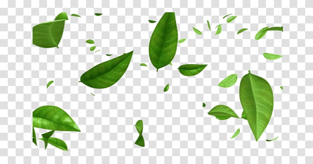Green Leaves Free Image Background Leaves, Plant, Leaf, Vase, Jar Transparent Png