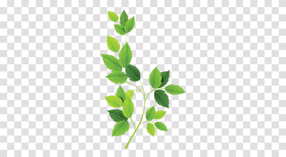 Green Leaves Free, Plant, Leaf, Vase, Jar Transparent Png